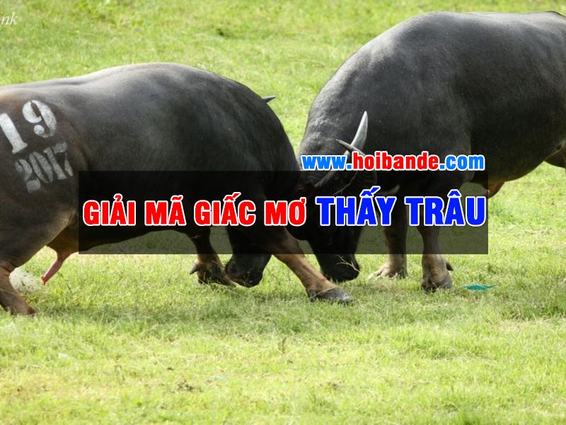 Mơ thấy trâu đánh con gì - Giải mã giấc mơ thấy trâu